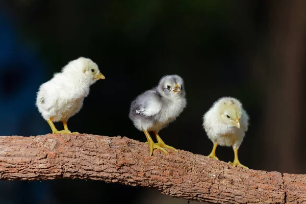 Poussins mignons sur fond de nature — Photo