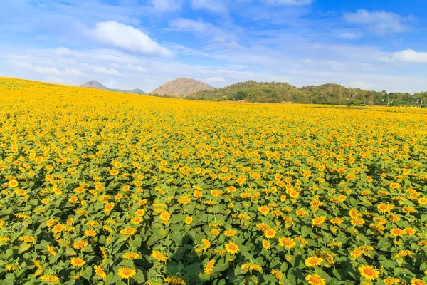 Wspaniały widok, słoneczniki pola pod błękitne niebo, lato natura — Zdjęcie stockowe