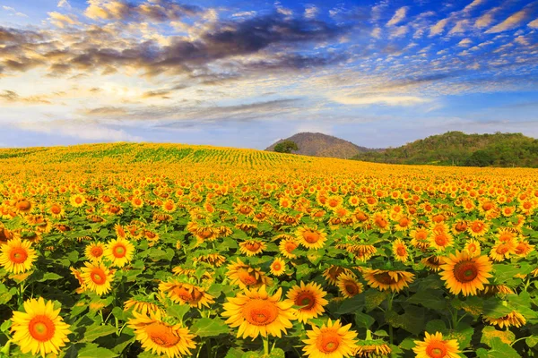 Prachtig uitzicht van zonnebloemen veld onder blauwe hemel, aard zomer — Stockfoto