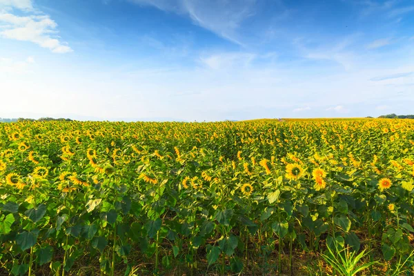 Harika manzarasını ayçiçeği alan mavi gökyüzü altında Nature yaz — Stok fotoğraf