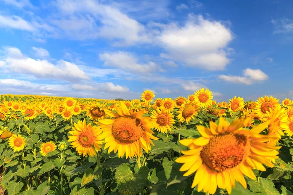 Wonderful view of sunflowers field under blue sky, Nature summer — Stock Photo, Image