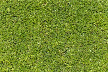 Yeşil Yapraklar duvar arkaplanı