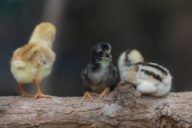 Doğa arka plan üzerinde şirin kızlar