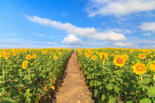 Wspaniały widok, słoneczniki pola pod błękitne niebo, lato natura — Zdjęcie stockowe