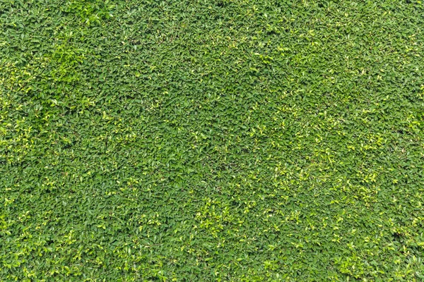 Green leaves wall background — Stock Photo, Image