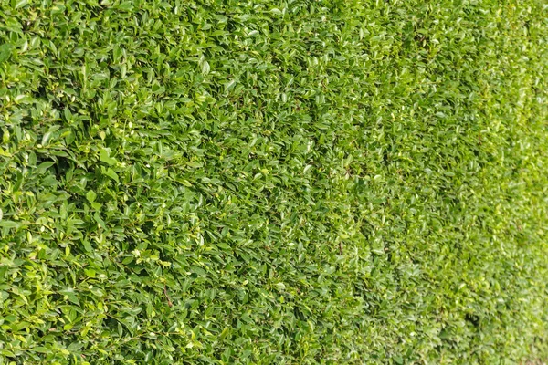 Yeşil Yapraklar duvar arkaplanı — Stok fotoğraf