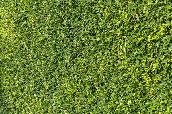 Green leaves wall background — Stock Photo, Image