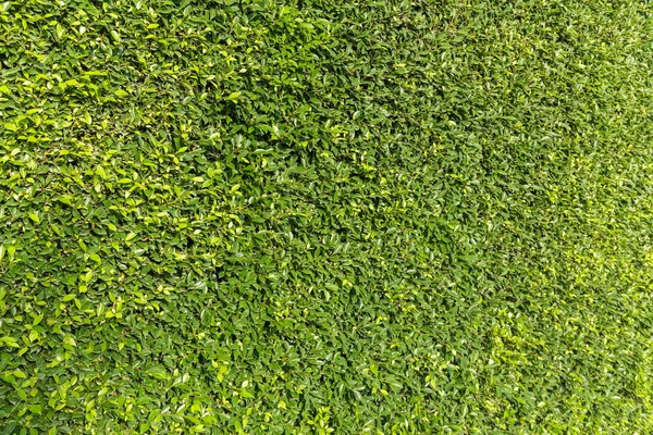 Yeşil Yapraklar duvar arkaplanı — Stok fotoğraf