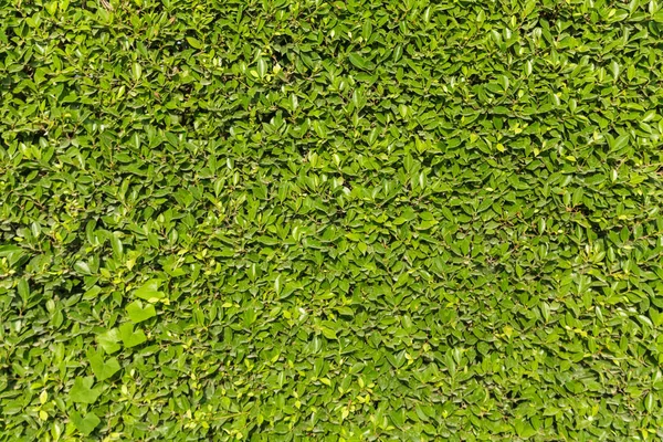 Green leaves wall background — Stock Photo, Image