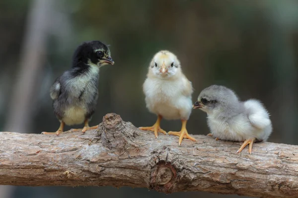 Poussins mignons sur fond de nature — Photo