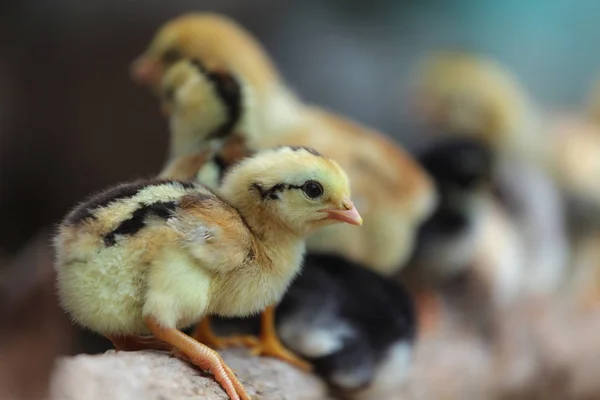 Poussins mignons sur fond de nature — Photo