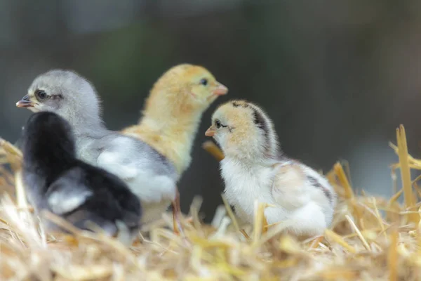 Poussins mignons sur fond de nature — Photo