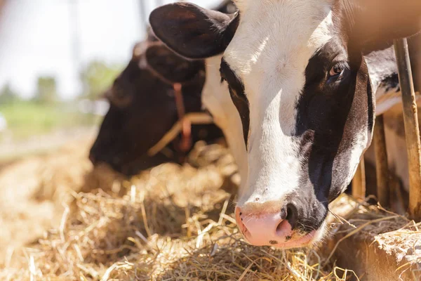 Cows in farm — Stock Photo, Image