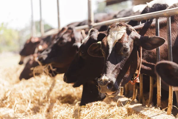 Cows in farm