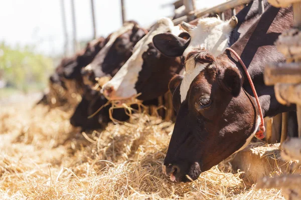 Kor i gård — Stockfoto