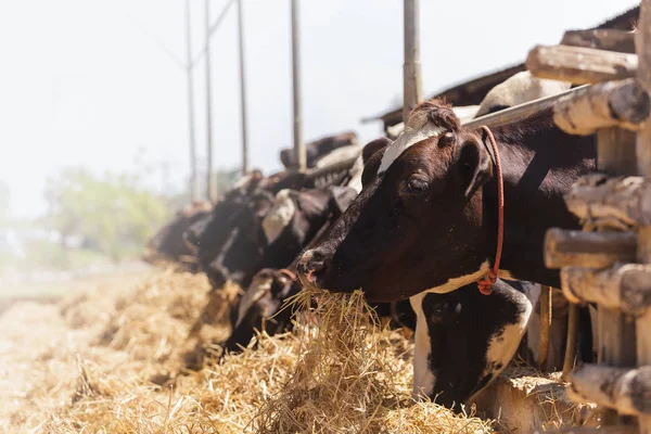 Cows in farm — Stock Photo, Image