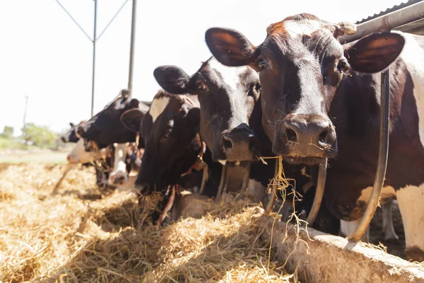 Cows in farm — Stock Photo, Image