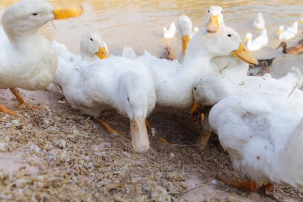 Campos de perseguição de pato — Fotografia de Stock