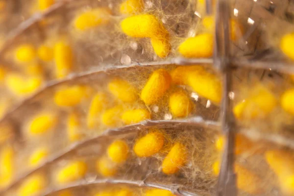 Yellow cocoon silkworm — Stock Photo, Image