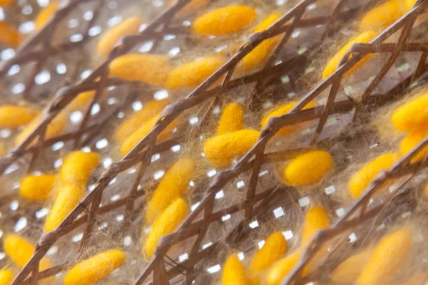 Gele cocoon zijderupsen — Stockfoto