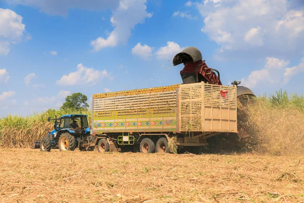Şeker kamışı hasat makinesi — Stok fotoğraf