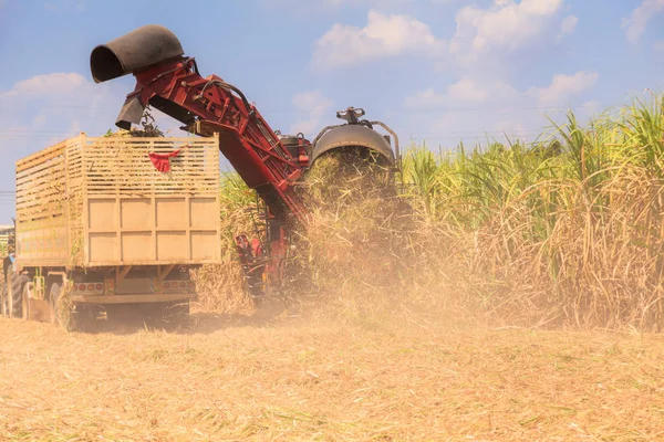 Suikerriet harvester machine — Stockfoto