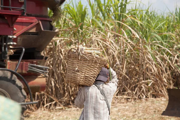 Şeker kamışı hasat makine mekanlarda çalışma — Stok fotoğraf