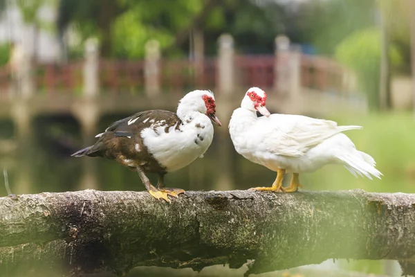 Paar eenden in de botanische tuinen — Stockfoto