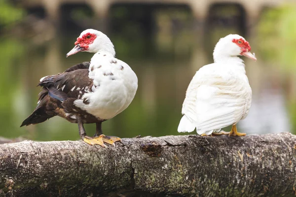 Paar eenden in de botanische tuinen — Stockfoto