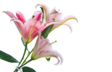 Beyaz arka plan üzerinde izole pembe lily çiçek buketi