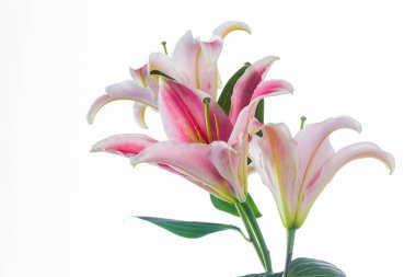 Beyaz arka plan üzerinde izole pembe lily çiçek buketi