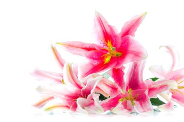 Beyaz arka plan üzerinde izole pembe lily çiçek buketi