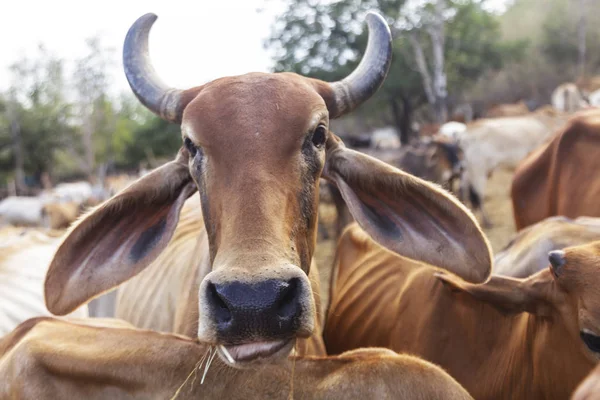 Vaca de ganado vacuno en granja al aire libre — Foto de Stock