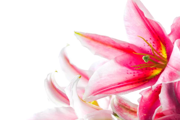 Lírio rosa buquê de flores isolado no fundo branco — Fotografia de Stock