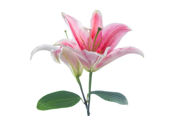 Roze lelie bloemboeket geïsoleerd op witte achtergrond — Stockfoto