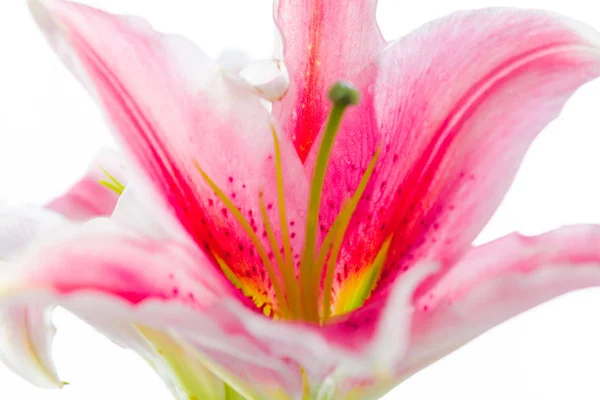 白い背景に分離されたピンクのユリの花束 — ストック写真