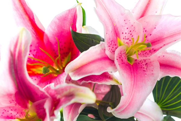 Bouquet de fleurs de lys rose isolé sur fond blanc — Photo