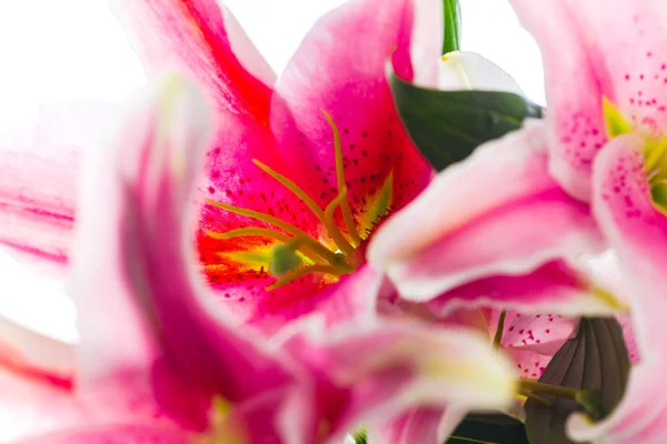 Lírio rosa buquê de flores isolado no fundo branco — Fotografia de Stock