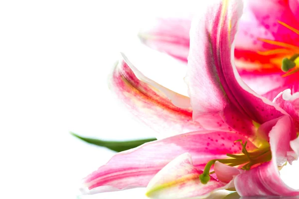 白い背景に分離されたピンクのユリの花束 — ストック写真