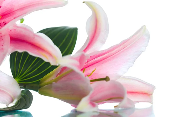 Roze lelie bloemboeket geïsoleerd op witte achtergrond — Stockfoto