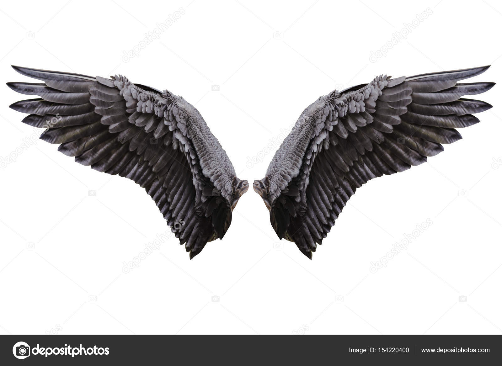 Angel wings, Natural black wing plumage Stock Photo by ©Naypong 154220400