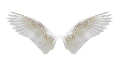 İç beyaz kanat tüyleri