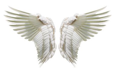 İç beyaz kanat tüyleri