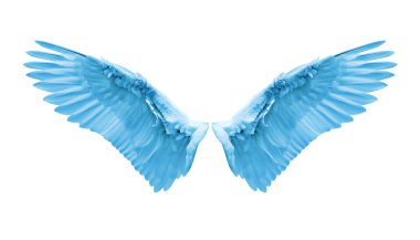 İç beyaz kanat tüyleri