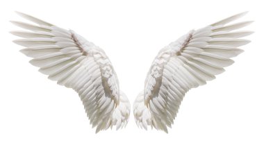 Doğal beyaz kanat tüyleri