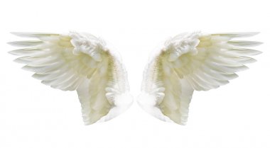 İç beyaz kanat tüyleri