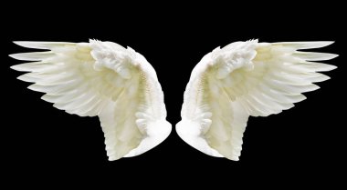 İç beyaz kanat tüyleri