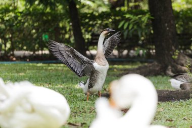 Bahçedeki kazlar