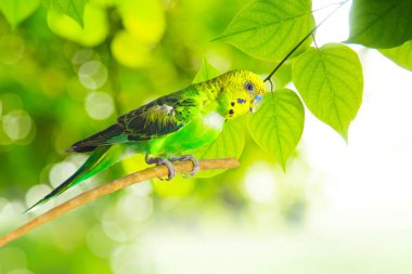 ağaç dalı, küçük muhabbet kuşu