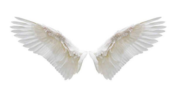 Internal white wing plumage